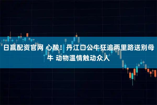 日赢配资官网 心酸！丹江口公牛狂追两里路送别母牛 动物温情触动众人